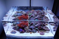 Aquarium-akrilik-dengan-custom-bentuk-di-surabaya-FILEminimizer