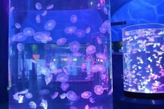 Aquarium-custom-bentuk-tabung-dari-akrilik-FILEminimizer