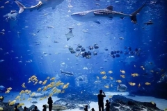 Aquarium-ukuran-besar-ikan-hiu-pertunjukan-FILEminimizer