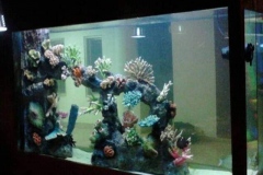 Beli-Aquarium-air-tawar-dengan-kualitas-terbaik-FILEminimizer