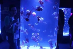 jasa-pembuatan-Aquarium-akrilik-FILEminimizer
