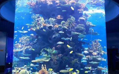 Beli aquarium tabung kapasitas besar – CALL/WA: 081803215590